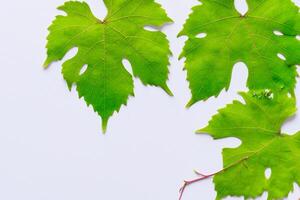 Leafy Elegance Grape Leaves Adorn White Paper Mockup, A Delicate Fusion of Nature's Charm on Display photo