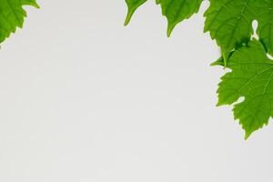 Leafy Elegance Grape Leaves Adorn White Paper Mockup, A Delicate Fusion of Nature's Charm on Display photo