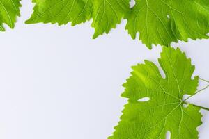 Leafy Elegance Grape Leaves Adorn White Paper Mockup, A Delicate Fusion of Nature's Charm on Display photo