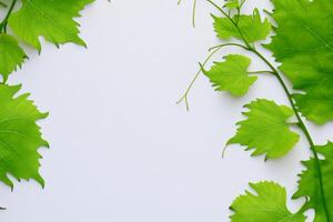 Leafy Elegance Grape Leaves Adorn White Paper Mockup, A Delicate Fusion of Nature's Charm on Display photo