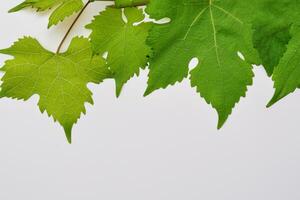 Leafy Elegance Grape Leaves Adorn White Paper Mockup, A Delicate Fusion of Nature's Charm on Display photo