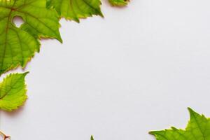 Leafy Elegance Grape Leaves Adorn White Paper Mockup, A Delicate Fusion of Nature's Charm on Display photo