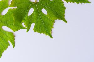 Leafy Elegance Grape Leaves Adorn White Paper Mockup, A Delicate Fusion of Nature's Charm on Display photo