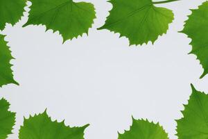 Leafy Elegance Grape Leaves Adorn White Paper Mockup, A Delicate Fusion of Nature's Charm on Display photo