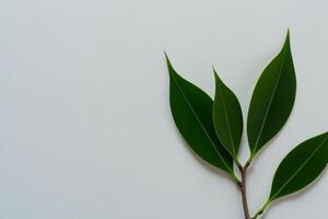 caprichoso elegancia hermosa hojas gracia blanco papel Bosquejo, un sereno fusión de naturaleza y sencillez foto