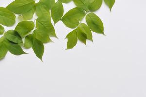 caprichoso elegancia hermosa hojas gracia blanco papel Bosquejo, un sereno fusión de naturaleza y sencillez foto