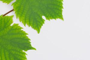 Leafy Elegance Grape Leaves Adorn White Paper Mockup, A Delicate Fusion of Nature's Charm on Display photo