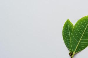 caprichoso elegancia hermosa hojas gracia blanco papel Bosquejo, un sereno fusión de naturaleza y sencillez foto