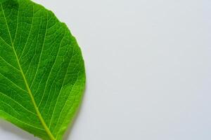 Whimsical Elegance Beautiful Leaves Grace White Paper Mockup, A Serene Fusion of Nature and Simplicity photo