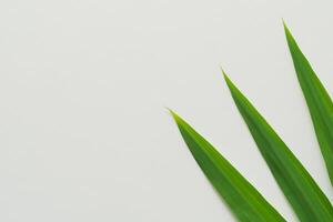 Pandan Leaf Rests on White Paper, A Blend of Nature's Freshness on a Clean Canvas photo