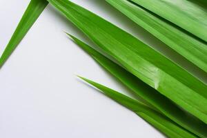 pandan hoja descansa en blanco papel, un mezcla de de la naturaleza frescura en un limpiar lona foto