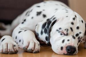 el belleza de un dormido dálmata, un imagen de serenidad y pacífico sueño en medio de lugares de belleza foto