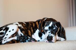 The Beauty of a Sleeping Dalmatian, A Picture of Serenity and Peaceful Slumber Amidst Spots of Beauty photo