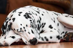 The Beauty of a Sleeping Dalmatian, A Picture of Serenity and Peaceful Slumber Amidst Spots of Beauty photo