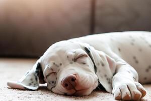 The Beauty of a Sleeping Dalmatian, A Picture of Serenity and Peaceful Slumber Amidst Spots of Beauty photo