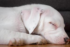 The Beauty of a Sleeping Dalmatian, A Picture of Serenity and Peaceful Slumber Amidst Spots of Beauty photo