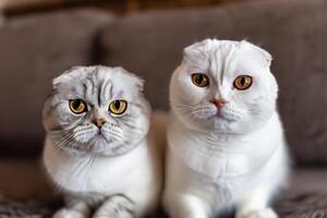 Twin Whiskered Elegance Capturing the Beauty of Beautiful Twin Whiskered Scottish Fold Expression, A Portrait of Feline Grace and Charm photo