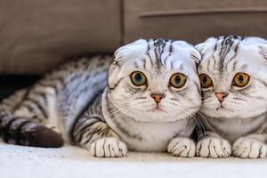 Twin Whiskered Elegance Capturing the Beauty of Beautiful Twin Whiskered Scottish Fold Expression, A Portrait of Feline Grace and Charm photo