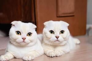 Twin Whiskered Elegance Capturing the Beauty of Beautiful Twin Whiskered Scottish Fold Expression, A Portrait of Feline Grace and Charm photo