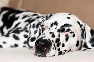 The Beauty of a Sleeping Dalmatian, A Picture of Serenity and Peaceful Slumber Amidst Spots of Beauty photo