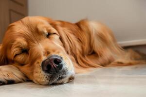 Capturing the Heartwarming Expression of a Beautiful Golden Retriever Dog, A Picture of Unconditional Love and Joyful Companionship photo