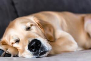 Capturing the Heartwarming Expression of a Beautiful Golden Retriever Dog, A Picture of Unconditional Love and Joyful Companionship photo