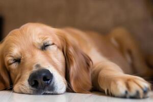 Capturing the Heartwarming Expression of a Beautiful Golden Retriever Dog, A Picture of Unconditional Love and Joyful Companionship photo