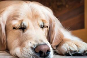 Capturing the Heartwarming Expression of a Beautiful Golden Retriever Dog, A Picture of Unconditional Love and Joyful Companionship photo