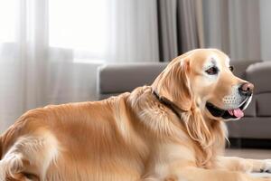 capturar el reconfortante expresión de un hermosa dorado perdiguero perro, un imagen de incondicional amor y alegre compañerismo foto