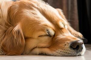 Capturing the Heartwarming Expression of a Beautiful Golden Retriever Dog, A Picture of Unconditional Love and Joyful Companionship photo