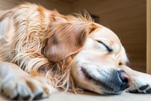 Capturing the Heartwarming Expression of a Beautiful Golden Retriever Dog, A Picture of Unconditional Love and Joyful Companionship photo