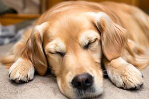 Capturing the Heartwarming Expression of a Beautiful Golden Retriever Dog, A Picture of Unconditional Love and Joyful Companionship photo