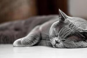 Embracing the Beauty of a Beautiful Cute Whiskered Charm Scottish Fold, Where Playful Elegance and Endearing Whiskers Combine in a Captivating Portrait of Feline Delight, Bringing Joy to Every Heart photo