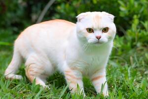 Embracing the Beauty of a Beautiful Cute Whiskered Charm Scottish Fold, Where Playful Elegance and Endearing Whiskers Combine in a Captivating Portrait of Feline Delight, Bringing Joy to Every Heart photo