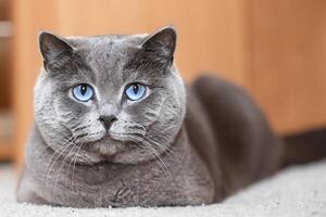 abrazando el belleza de un hermosa linda bigotudo encanto escocés doblar, dónde juguetón elegancia y entrañable bigotes combinar en un cautivador retrato de felino deleitar, trayendo alegría a cada corazón foto