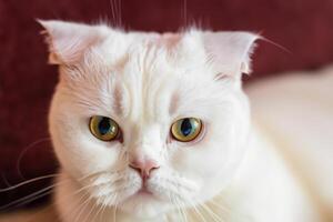 Embracing the Beauty of a Beautiful Cute Whiskered Charm Scottish Fold, Where Playful Elegance and Endearing Whiskers Combine in a Captivating Portrait of Feline Delight, Bringing Joy to Every Heart photo