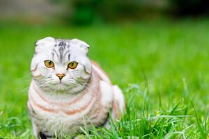 Embracing the Beauty of a Beautiful Cute Whiskered Charm Scottish Fold, Where Playful Elegance and Endearing Whiskers Combine in a Captivating Portrait of Feline Delight, Bringing Joy to Every Heart photo