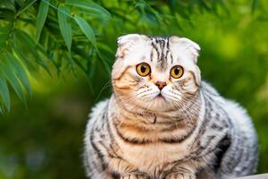 Embracing the Beauty of a Beautiful Cute Whiskered Charm Scottish Fold, Where Playful Elegance and Endearing Whiskers Combine in a Captivating Portrait of Feline Delight, Bringing Joy to Every Heart photo