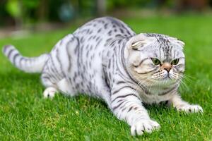 Embracing the Beauty of a Beautiful Cute Whiskered Charm Scottish Fold, Where Playful Elegance and Endearing Whiskers Combine in a Captivating Portrait of Feline Delight, Bringing Joy to Every Heart photo