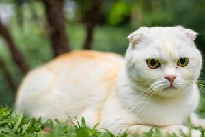Embracing the Beauty of a Beautiful Cute Whiskered Charm Scottish Fold, Where Playful Elegance and Endearing Whiskers Combine in a Captivating Portrait of Feline Delight, Bringing Joy to Every Heart photo