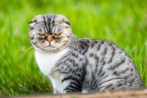 Embracing the Beauty of a Beautiful Cute Whiskered Charm Scottish Fold, Where Playful Elegance and Endearing Whiskers Combine in a Captivating Portrait of Feline Delight, Bringing Joy to Every Heart photo