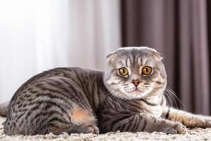 Embracing the Beauty of a Beautiful Cute Whiskered Charm Scottish Fold, Where Playful Elegance and Endearing Whiskers Combine in a Captivating Portrait of Feline Delight, Bringing Joy to Every Heart photo