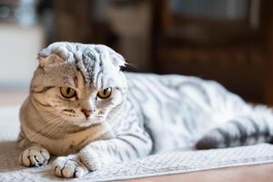 Embracing the Beauty of a Beautiful Cute Whiskered Charm Scottish Fold, Where Playful Elegance and Endearing Whiskers Combine in a Captivating Portrait of Feline Delight, Bringing Joy to Every Heart photo