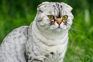 Embracing the Beauty of a Beautiful Cute Whiskered Charm Scottish Fold, Where Playful Elegance and Endearing Whiskers Combine in a Captivating Portrait of Feline Delight, Bringing Joy to Every Heart photo