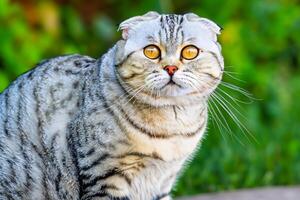 Embracing the Beauty of a Beautiful Cute Whiskered Charm Scottish Fold, Where Playful Elegance and Endearing Whiskers Combine in a Captivating Portrait of Feline Delight, Bringing Joy to Every Heart photo