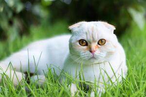 Embracing the Beauty of a Beautiful Cute Whiskered Charm Scottish Fold, Where Playful Elegance and Endearing Whiskers Combine in a Captivating Portrait of Feline Delight, Bringing Joy to Every Heart photo