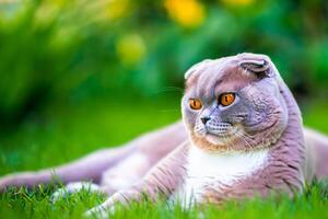 Embracing the Beauty of a Beautiful Cute Whiskered Charm Scottish Fold, Where Playful Elegance and Endearing Whiskers Combine in a Captivating Portrait of Feline Delight, Bringing Joy to Every Heart photo