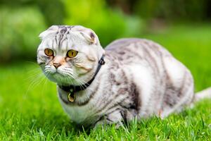 Embracing the Beauty of a Beautiful Cute Whiskered Charm Scottish Fold, Where Playful Elegance and Endearing Whiskers Combine in a Captivating Portrait of Feline Delight, Bringing Joy to Every Heart photo