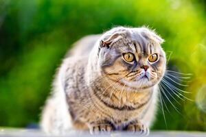 Embracing the Beauty of a Beautiful Cute Whiskered Charm Scottish Fold, Where Playful Elegance and Endearing Whiskers Combine in a Captivating Portrait of Feline Delight, Bringing Joy to Every Heart photo