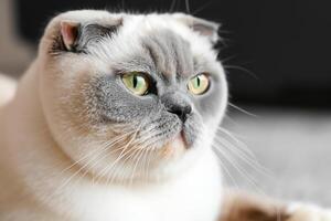 Embracing the Beauty of a Beautiful Cute Whiskered Charm Scottish Fold, Where Playful Elegance and Endearing Whiskers Combine in a Captivating Portrait of Feline Delight, Bringing Joy to Every Heart photo